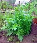 Maral root